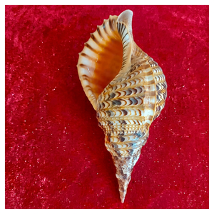 เปลือกหอยทริปเปิ้ลทรานส์ขนาดใหญ่ธรรมชาติ ชนิด Charonia Tritonis ขัดเงา ของตกแต่งบ้านธีมเทพนิยาย เป็นมิตรกับสิ่งแวดล้อม - Product Image 1