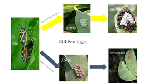 Fenpyroximate 5% SC <span class=keywords><strong>Insecticida</strong></span> <span class=keywords><strong>para</strong></span> árboles frutales contra ácaros rojos, pulgas y garrapatas, seguro <span class=keywords><strong>para</strong></span> abejas, pesticida agrícola, acaricida - Product Image 2