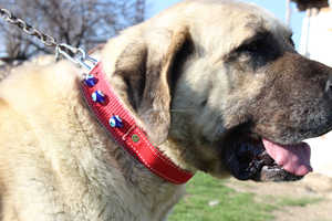 Collar de perro súper grande con asa, hebilla giratoria no desmontable, hebilla de hierro, Collar de perro pastor resistente con campana, Collar de perro con cuentas - Product Image 6