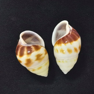 Conchas de concha pulidas de marfil natural Colección de especímenes de zurdos amarillos Cangrejo ermitaño Peces de repuesto para paisajismo - Product Image 4