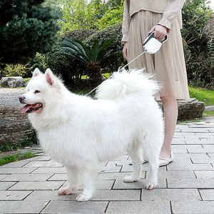 Correa de perro LED de 5M en stock, correa de perro retráctil automática luminosa con luz LED, colores de plomo para mascotas - Product Image 4