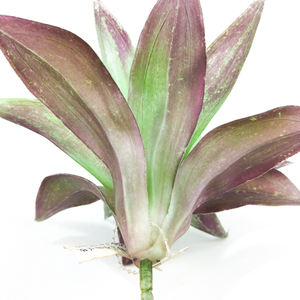 Venta de Decoración de Interiores, Planta Artificial de <span class=keywords><strong>Agave</strong></span>, Suculentas Artificiales - Product Image 6