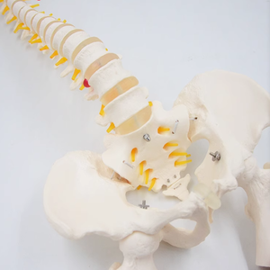 Modelo de anatomía del nervio del <span class=keywords><strong>esqueleto</strong></span> de la columna vertebral de tamaño humano de vida médica para suministros educativos - Product Image 6