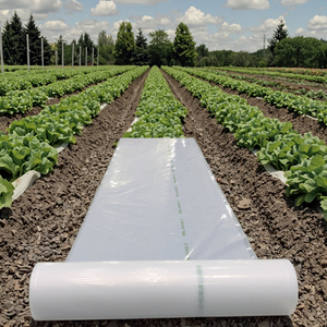 कृषि 200 माइक्रोन ग्रीनहाउस फिल्म 2025 कारखाने मूल्य 6 मील नमी-प्रूफ पी प्लास्टिक फिल्म को कवर किया गया - Product Image 6