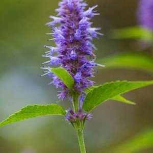 天然のしわのある巨大なヒソップエキス10:1ヒソパスオフィシナリスエキスパウダー - Product Image 2