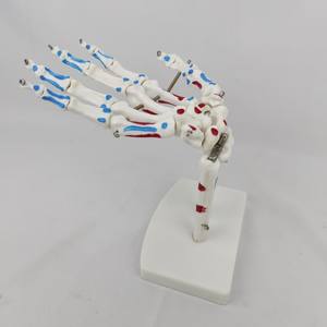Modelo de Mano Humana con Articulaciones, Músculos <span class=keywords><strong>y</strong></span> <span class=keywords><strong>Huesos</strong></span> (Ulna <span class=keywords><strong>y</strong></span> Radio) a Tamaño Real para Entrenamiento Médico en Escuelas de Medicina - Product Image 3