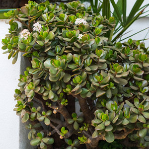 Plantas Suculentas <span class=keywords><strong>Crassula</strong></span> Tipo Jade Vivas en Macetas con Diversas Formas de Follaje, Ideales para Exhibiciones en Contenedores y Regalos de Suculentas - Product Image 5