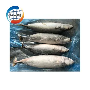 6-8 Pcs/kg Beku Mackerel Pacific