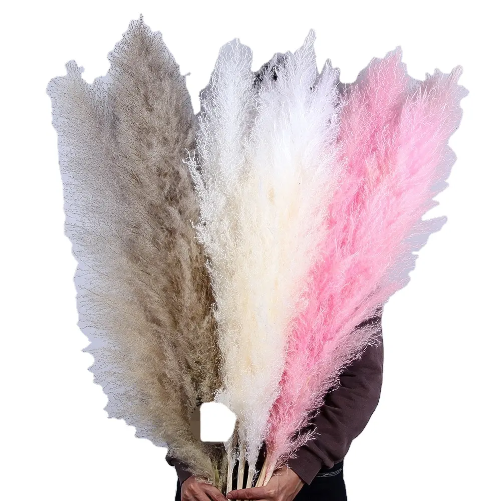 Dried Natural Big Pampas Grass, Fluffy Reed Plumes Feather Grass Flower,Wedding Party Scene Decoration
