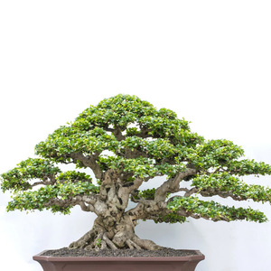 Ensemble de plantation de bonsaï Kit de plantation d'intérieur bricolage pour enfants adulte <span class=keywords><strong>Pot</strong></span> biodégradable plantation avec petit balai - Product Image 4