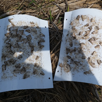 Liquide attractif non toxique pour le ver de l'armée (Spodoptera frugiperda) – Phéromone sexuelle – Équipement de lutte antiparasitaire écologique