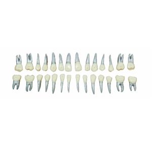 Couronne d'anatomie dentaire orthodontique 28 dents modèle de pratique - Product Image 1