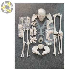 Modèle de squelette humain grandeur nature avec os dispersés, en PVC écologique, certifié ISO, outil d'anatomie médicale réaliste - Product Image 6
