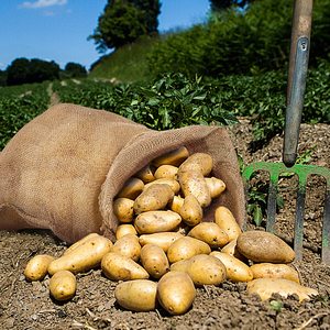 <span class=keywords><strong>Sac</strong></span> en toile de <span class=keywords><strong>jute</strong></span> naturelle durable, réutilisable, biodégradable et personnalisable pour pommes de terre, 20kg, 25kg, 50kg, écologique - Product Image 3
