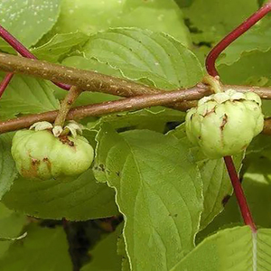 Polvere di Matatabi (Actinidia Polygama) all'Ingrosso da Frutti Secchi - Product Image 6