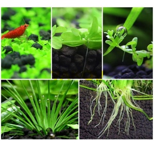 Substrat de Luxe Écologique pour <span class=keywords><strong>Aquarium</strong></span> Plantaire avec Verre pour Bacs à Poissons de Bureau en Sacs - Product Image 4