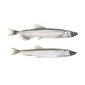 Hot selling factory wholesale price frozen capelin high quality frozen fish with high nutritional value fresh frozen capelin