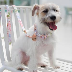 Luxury Cotton <b>Dog</b> Leash Fashion Solid Print Modern Style Personalized Comfortable Features <b>Dogs</b> Customizable Wholesale OEM ODM - Product Image 2
