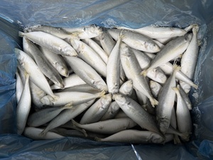 Pescado Recién Capturado de <span class=keywords><strong>Temporada</strong></span>, Disponible en Grandes Cantidades, 8-10 Piezas de Caballa Congelada - Product Image 6