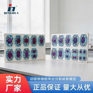 Modelos de mitosis y meiosis en células vegetales y animales; material didáctico e instrumentos para biología de secundaria. - Product Image 5