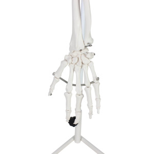 Modelo de <span class=keywords><strong>esqueleto</strong></span> de brazo humano de hueso de miembro <span class=keywords><strong>superior</strong></span> de tamaño real con articulación de hombro - Product Image 4