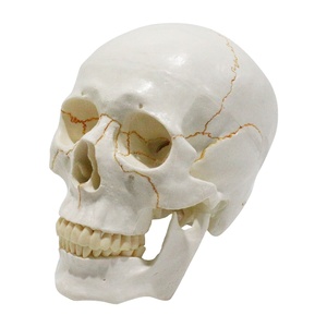 Modelo de calavera FRT020 Material de PVC Placa de sutura ósea Fijación de resorte Movimiento de mandíbula Cráneo de 3 partes anatómico - Product Image 1