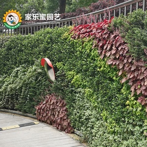 Vườn Bee Dọc Vườn Trang Trí Nội Thất Faux Nhà Máy Gỗ Hoàng Dương Hàng Rào Backdrop Nhân Tạo Bất Nhà Máy Tấm Cỏ Màu Xanh Lá Cây Tường - Product Image 3