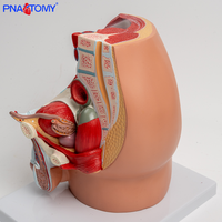 Modèle anatomique sagittal masculin adulte Système reproducteur et urinaire en plastique Assemblé Structure prostatique et pelvienne