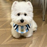 Bandana pour chien style supporter de football fait main, collier-écharpe pour chat, coussinet anti-bave aux couleurs nationales pour petits chiens et chiots