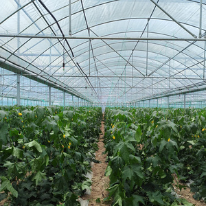 Serre Agricole Chinoise à Structure en Acier, Tubes Galvanisés, 50 x 8 m, <span class=keywords><strong>60</strong></span> x 8 m, Serre Tunnel de Culture avec Fenêtres - Product Image 1
