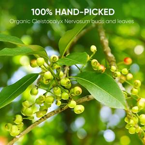 Cleistocalyx Nervosum Premium Raw Herbal <b>Tea</b> Bag 2G Vietnam Origin Small MOQ Accepted Helps Prevent Support Gout Treatment NMPT - Product Image 2