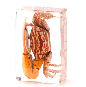 مجموعة عينات الحشرات الحقيقية معدات المختبرات المدرسية البلاستيك الحياة البحرية الحيوان نمط الراتنج التحنيط لوازم للزينة - Product Image 4