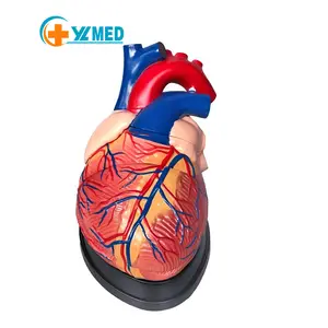 3D anatomi insan kalp modeli Tıbbi plastik anatomik Jumbo Kalp Modeli