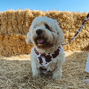 Fesyen pola Denim kustom untuk anjing ukuran kecil dan sedang tali kekang anjing peliharaan peliharaan anjing <span class=keywords><strong>Pitbull</strong></span> - Product Image 6