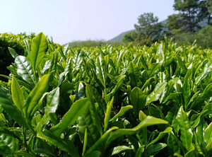 Healthway kaynağı popüler A-6A sınıf ince yeşil çay tozu yüksek kalite YEŞİL ÇAY ince yeşil çay tozu - Product Image 3