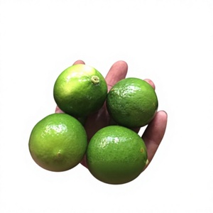 มะนาวเขียวสด ใบเต็ม ครึ่งใบ คุณภาพพรีเมียม ปลูกแบบธรรมชาติ ยี่ห้อ FRESH LEMON ขนาด 16-20 ซม. (ติดต่อคุณเอลลี่ +84 - Product Image 1