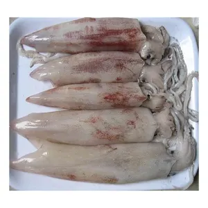 냉동 오징어 오징어 일반 오징어 30cm 23cm 모든 사이즌 냉동 로리고 오징어