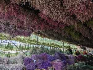 <span class=keywords><strong>Limonium</strong></span> Eterno (Hierba de San Valentín) Flor Seca Preservada 60-70cm de Yunnan para Arreglos Florales de Cumpleaños y Decoración del Hogar - Product Image 5