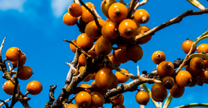 Aceite de Pulpa de Espino Amarillo (SBT) de la Mejor Calidad - Rico en Omega-7 Bioactivo para la Piel y el Bienestar, Proveedor de la India - Product Image 5