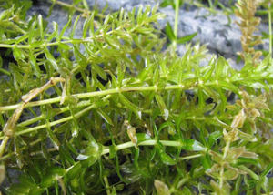 高品質サプリメント ハイドリラ・ベルティキラタエキス ハイドリラ・ベルティキラタパウダー ハイドリラ・ベルティキラタエキス粉末 - Product Image 3