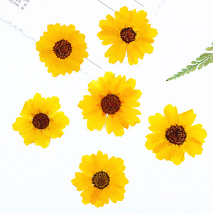 <span class=keywords><strong>Flores</strong></span> Secas Prensadas Reales de Coreopsis Amarilla Mini para Maquillaje Facial, Decoración de Festivales, Resina y Manualidades para Fundas de Teléfono - Product Image 3