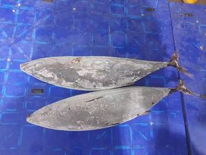 Atún al por mayor de buena calidad fresco congelado Skip Jack Fish Skipjack a la venta - Product Image 4