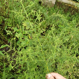 Qing <span class=keywords><strong>Hao</strong></span> Plantas secas silvestres naturales Hojas de Artemisia carvifolia hoja seca para la venta - Product Image 6