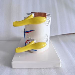 Modelo Anatómico de Médula Espinal Humana para Ciencias Médicas, Material de PVC, Uso Educativo - Product Image 4