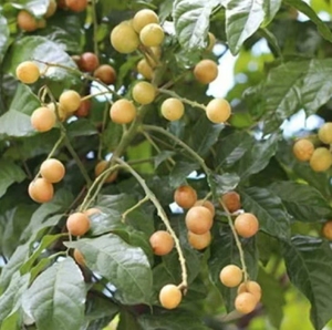 ราคาขายส่ง สารสกัดจากเปลือกต้นนีก 1% 5% CAS 58812-37-6 ผงทูเซนดานิน - Product Image 4