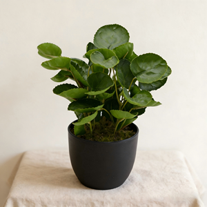 Yüksek Kaliteli Yapay Yuvarlak Yapraklı Bonsai Para Ağacı Sahte Fabian Aralia Plastik Bitki Saksıda İç Mekan Masa Üstü ve Raf Dekorasyonu İçin - Product Image 2