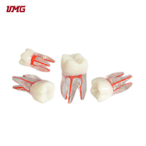 แบบจำลองฟันเรซิ่นทางกายวิภาค รุ่น UM-8008 สำหรับการฝึกปฏิบัติทางทันตกรรมและวิทยาศาสตร์การแพทย์ - Product Image 1