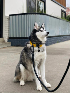 Kerah anjing taktis kustom nilon untuk anjing, kerah Anjing tugas berat <span class=keywords><strong>2</strong></span> inci
