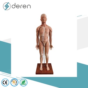 Modelo Anatómico <span class=keywords><strong>Humano</strong></span> Multifuncional de Alta Simulación DRWF1005, en Capas, para Enseñanza Médica - Product Image 3