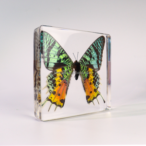 <span class=keywords><strong>Papillon</strong></span> coloré en résine époxy, cristal transparent, décoration d'intérieur, <span class=keywords><strong>papillon</strong></span> du coucher du soleil, presse-papier en résine, jouets pour enfants - Product Image 1
